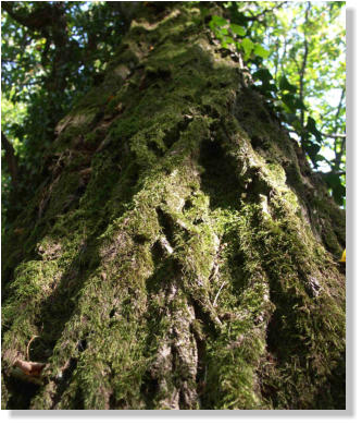 Yggdrasil - Die deutschen Blütenessenzen - Baum